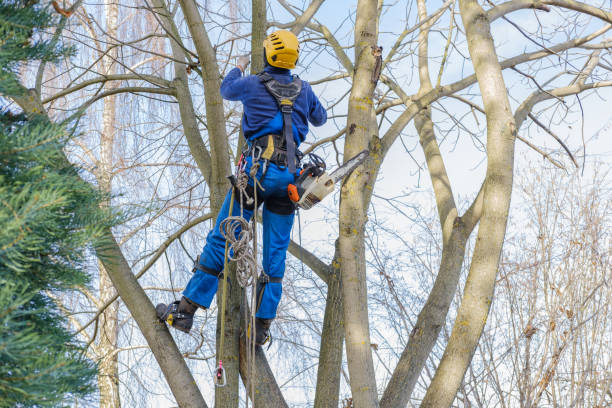 Trusted Manchester, WA Tree Removal Services Experts