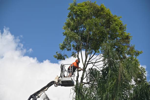 Best Stump Grinding and Removal  in Manchester, WA